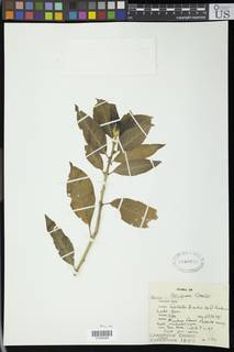 Clutia abyssinica image