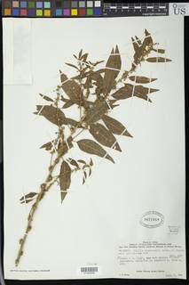 Clutia abyssinica image