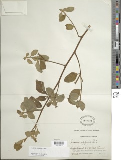 Ludwigia affinis image