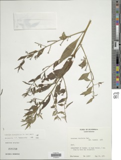 Ludwigia hyssopifolia image
