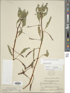 Ludwigia peploides subsp. peploides image