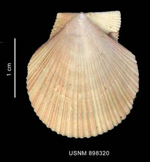 Zygochlamys patagonica image