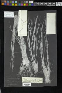 Eriocoma occidentalis subsp. occidentalis image