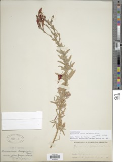 Epilobium canum subsp. canum image