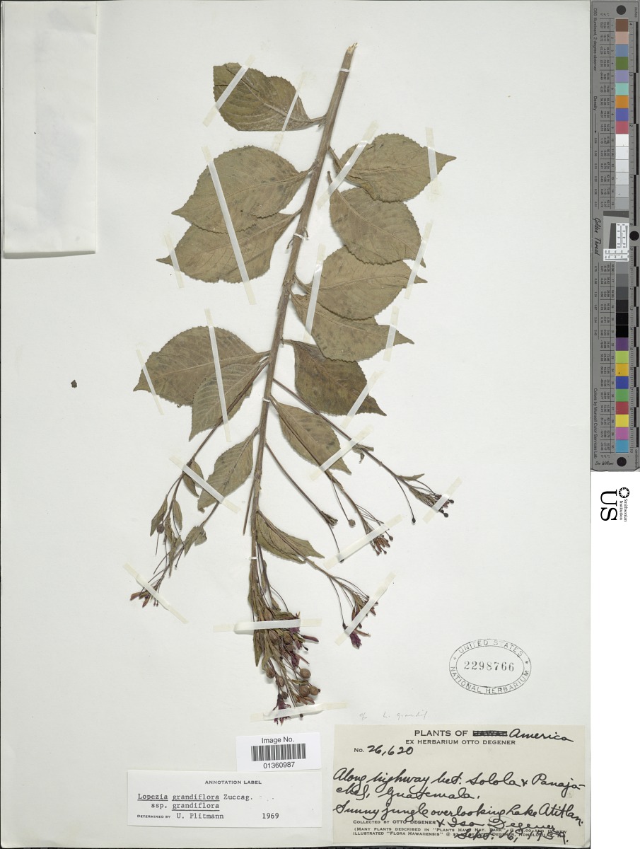 Lopezia grandiflora subsp. macrophylla image