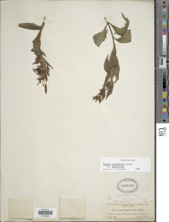 Lopezia grandiflora image