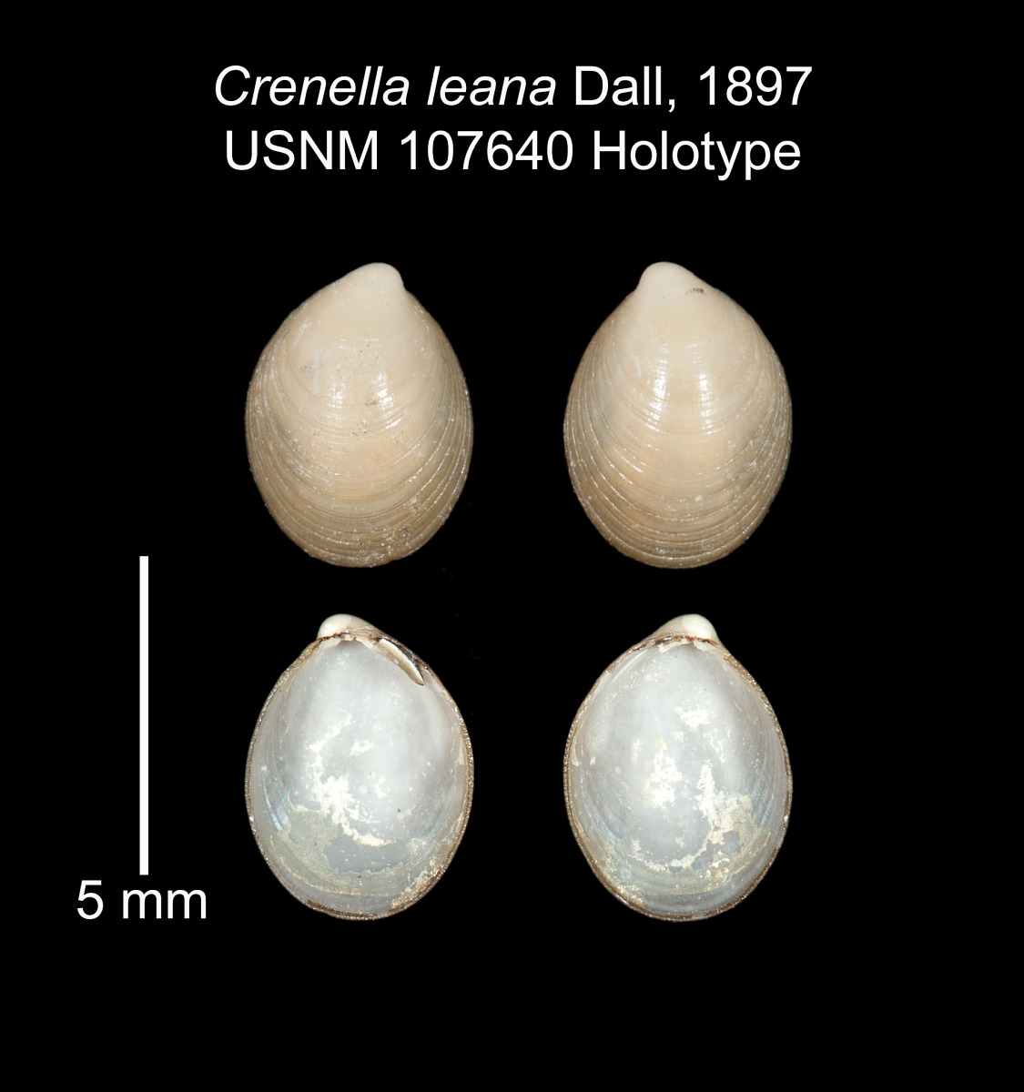 Crenella leana image