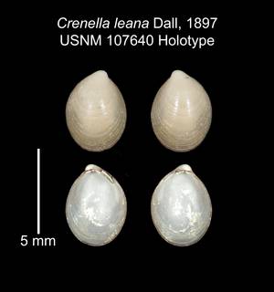 Image of Crenella leana