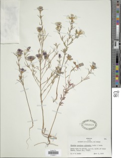 Clarkia speciosa subsp. polyantha image