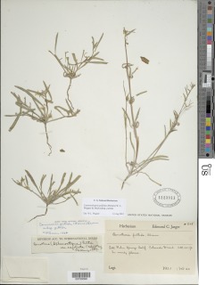 Camissoniopsis pallida subsp. pallida image
