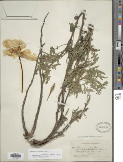 Image of Oenothera acaulis