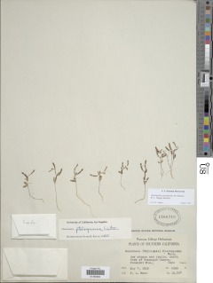 Chylismiella pterosperma image
