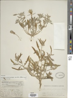 Oenothera californica subsp. avita image