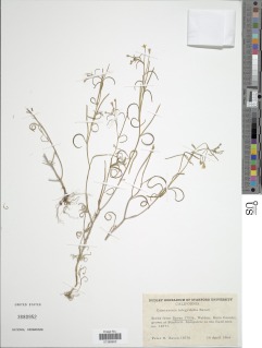 Image of Camissonia integrifolia