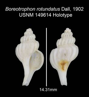 Image of Boreotrophon rotundatus