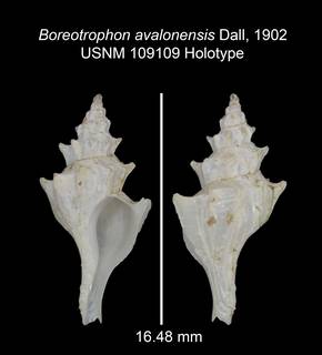 Image of Boreotrophon avalonensis