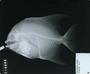 Chaetodipterus zonatus image