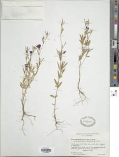 Clarkia purpurea image