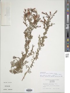 Epilobium canum subsp. canum image