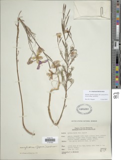 Clarkia cylindrica subsp. cylindrica image