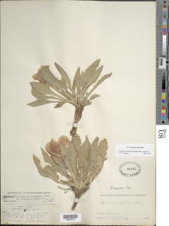 Oenothera cespitosa subsp. cespitosa image