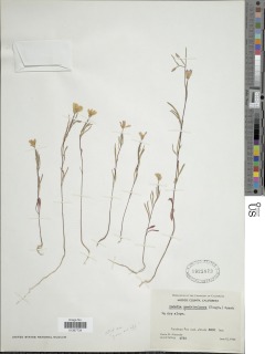 Clarkia affinis image