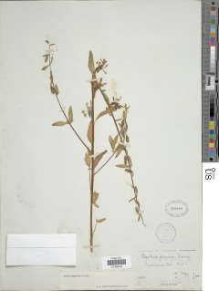 Clarkia unguiculata image
