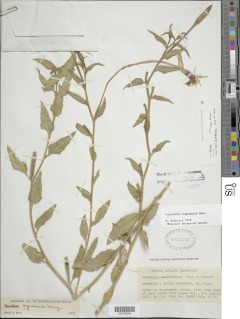 Image of Oenothera organensis