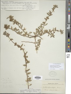 Camissoniopsis cheiranthifolia image