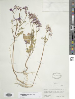 Clarkia mildrediae subsp. mildrediae image