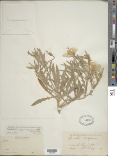 Oenothera californica subsp. californica image
