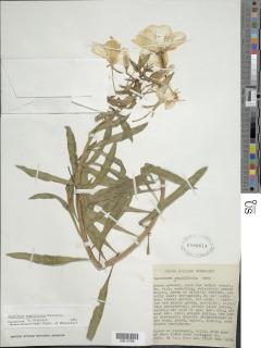 Image of Oenothera argillicola