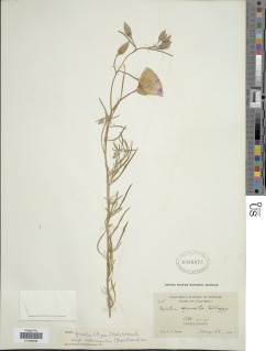 Clarkia gracilis image