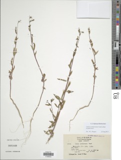 Clarkia tembloriensis subsp. tembloriensis image