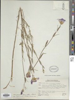 Clarkia gracilis subsp. sonomensis image