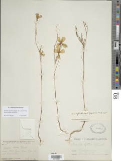 Clarkia cylindrica subsp. cylindrica image