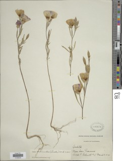 Clarkia rubicunda image