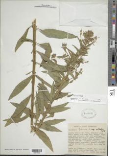 Oenothera biennis image
