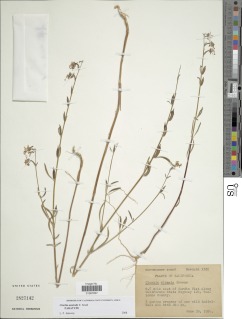 Clarkia australis image