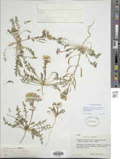 Chylismia claviformis subsp. peirsonii image