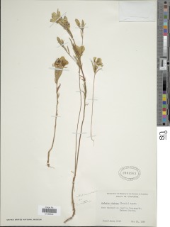 Clarkia speciosa subsp. nitens image