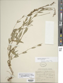 Epilobium glaberrimum subsp. glaberrimum image