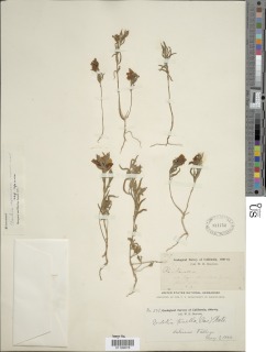 Clarkia speciosa subsp. speciosa image
