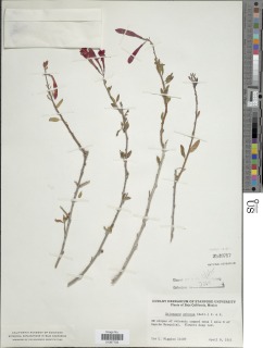 Image of Xylonagra arborea