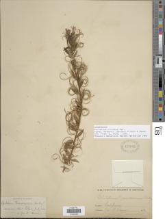 Epilobium ciliatum subsp. watsonii image