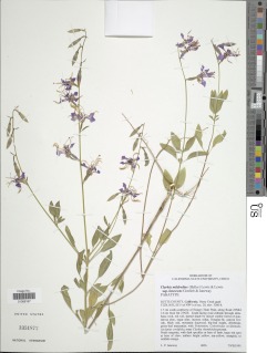 Clarkia mildrediae subsp. lutescens image