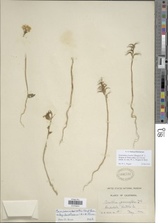 Eremothera boothii subsp. decorticans image