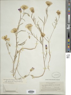 Clarkia gracilis subsp. albicaulis image
