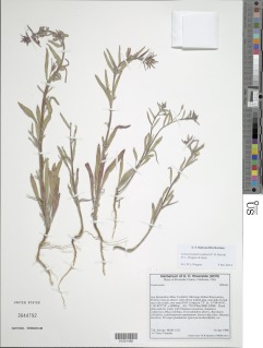 Camissoniopsis confusa image