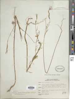 Clarkia biloba subsp. biloba image